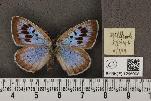 Maculinea arion eutyphron (Fruhstorfer, 1915) - BMNHE_1296008_133820