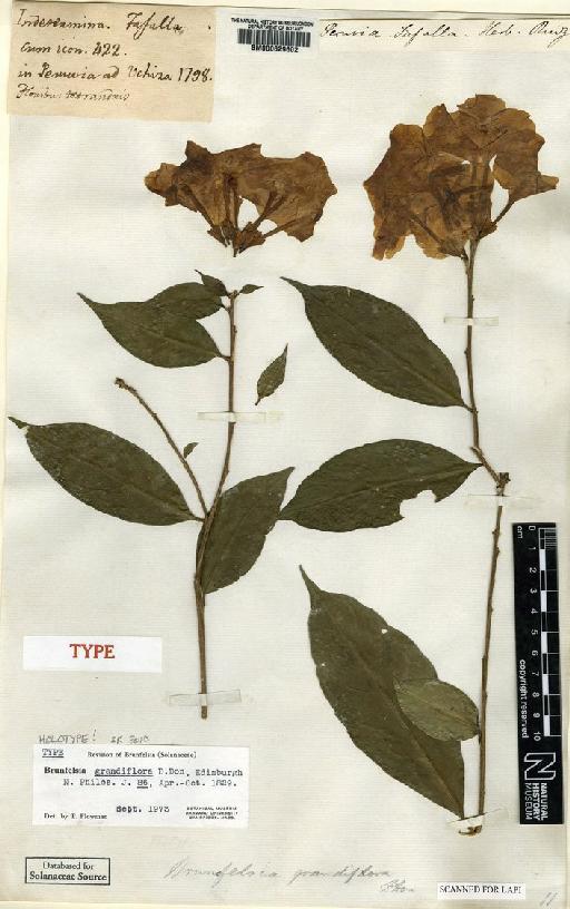 Brunfelsia grandiflora D.Don - BM000629602