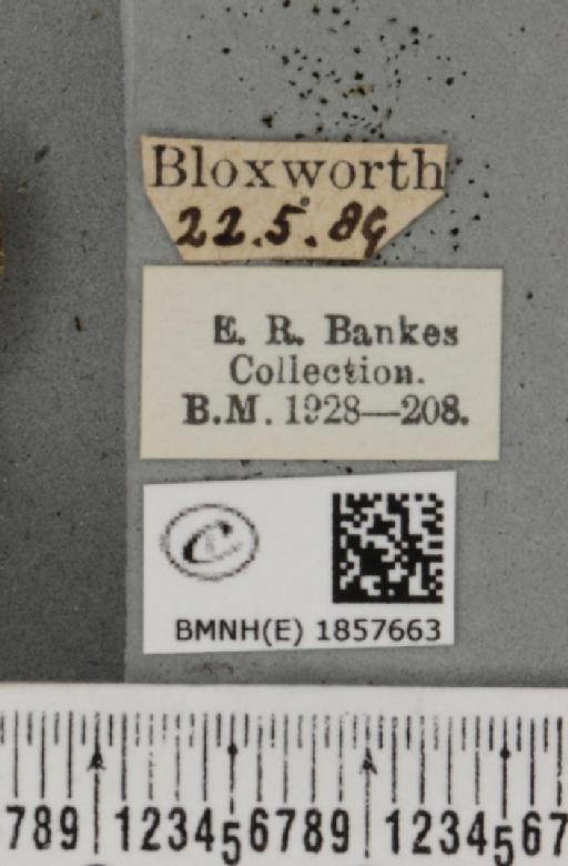 Pseudopanthera macularia (Linnaeus, 1758) - BMNHE_1857663_label_429444