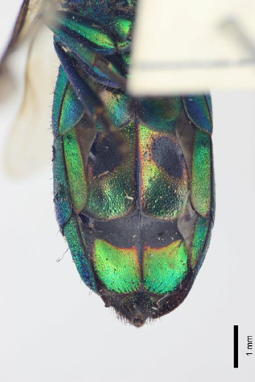 Chrysis smaragdicolor Walker, 1868 - Chrysis_smaragdicolor-BMNH(E)#970914_type-ventral-1_6X