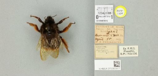 Bombus (Melanobombus) eximius Smith, F., 1852 - 013383977_835025_1624934