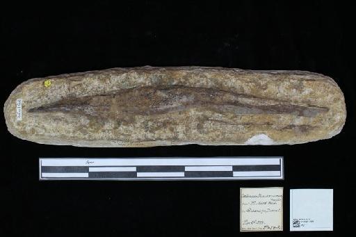Asteracanthus verrucosus Egerton, 1854 - 010021289_L010040539