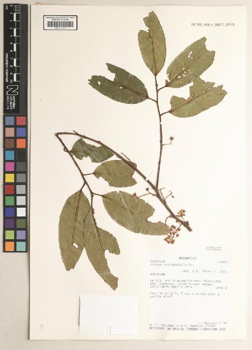 Prunus occidentalis Sw. - BM001172925