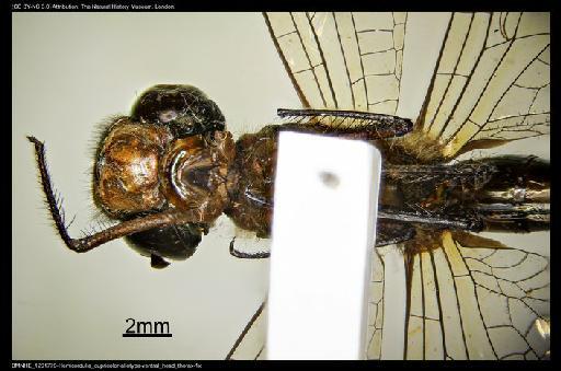 Hemicordulia cupricolor Fraser, 1927 - BMNHE_1201779-Hemicordulia_cupricolor-allotype-ventral_head_thorax-1x