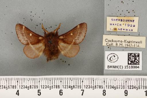 Eriogaster lanestris (Linnaeus, 1758) - BMNHE_1518004_191613