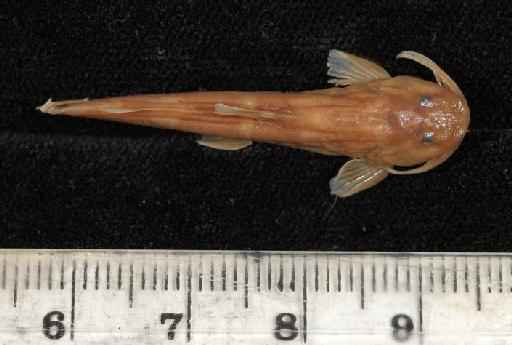 Amphilius atesuensis Boulenger, 1904 - 1903.4.24.74-77d; Amphilius atesuensis; dorsal view; ACSI Project image