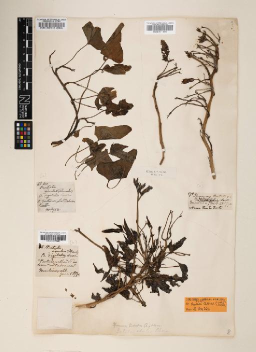 Ipomoea batatas (L.) Lam. - 000056945