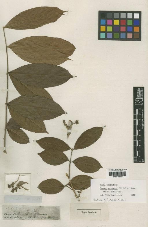 Guarea pubescens subsp. pubescens (Rich.) Juss - BM000799689