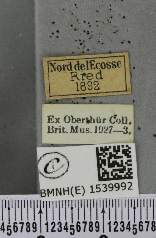 Thyatira batis (Linnaeus, 1758) - BMNHE_1539992_label_235397