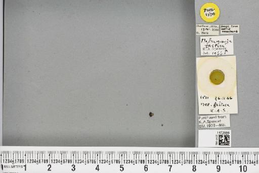 Ophiomyia fastosa (Spencer, 1969) - BMNHE_1472986_47370