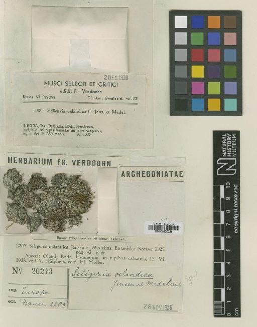 Seligeria oelandica C.E.O.Jensen & Medelius - BM000965329_a