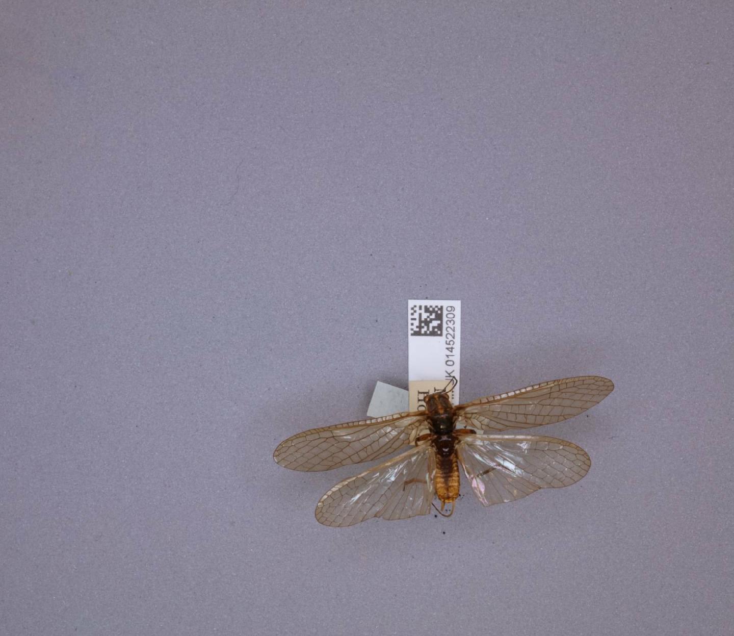 Pteronarcella regularis