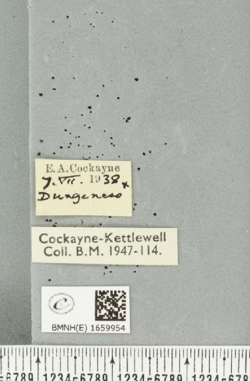 Setina irrorella (Linnaeus, 1758) - BMNHE_1659954_label_258693