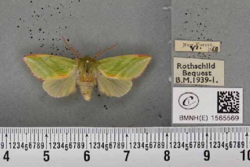 Pseudoips prasinana britannica ab. millierei Capronnier, 1883 - BMNHE_1565569_293700