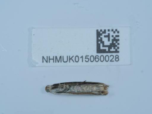 Crambus pascuella (Linnaeus, 1758) - 015060028_3
