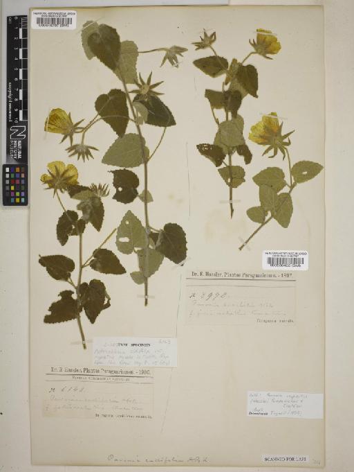 Pavonia rupestris (Hassl.) Cristobal - BM000590422