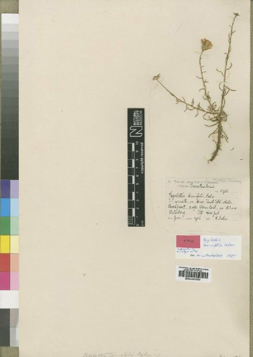 Pegolettia tenuifolia Bolus - BM000924300