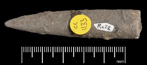 Acrocoelites (Odontobelus) tricissus (Janensch) - PI CC 1133 - belemnite