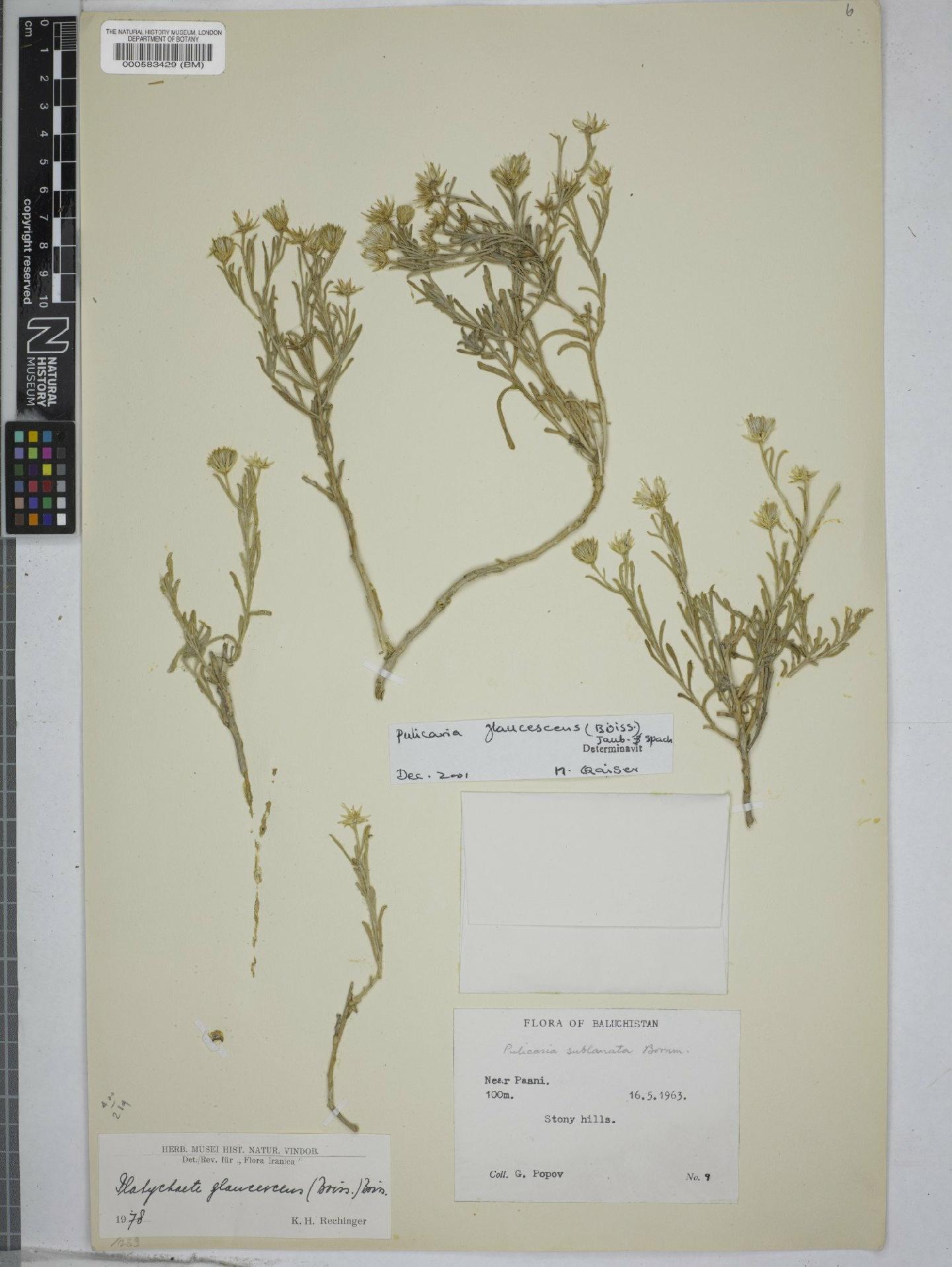 To NHMUK collection (Platychaete Boiss.; NHMUK:ecatalogue:4692964)