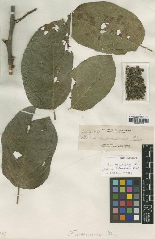 Ficus melinocarpa Blume - BM000951819