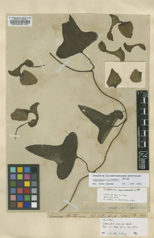 Aristolochia surinamensis Willd. - BM000040905