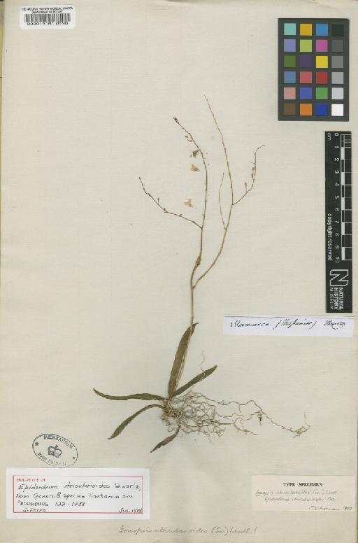 Ionopsis utricularioides (Sw.) Lindl. - BM000015161