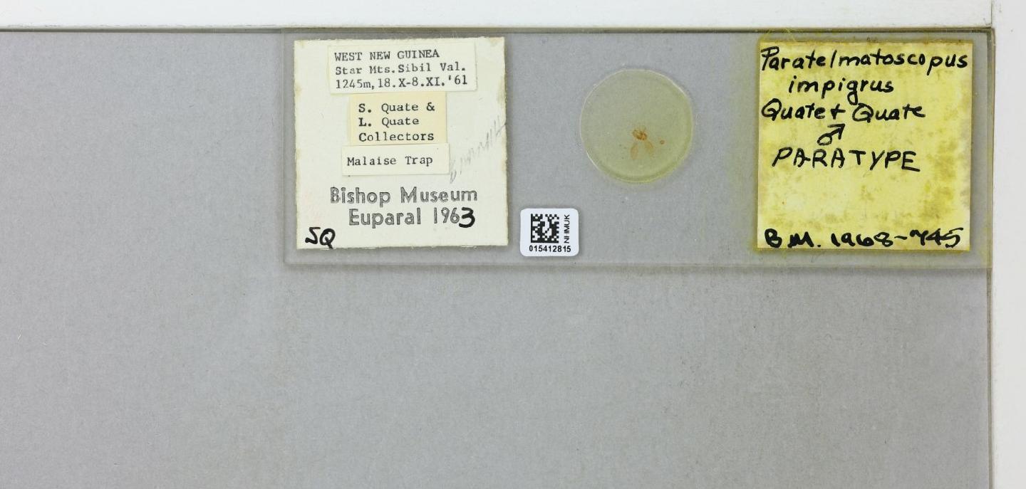 Paratelmatoscopus impigrus