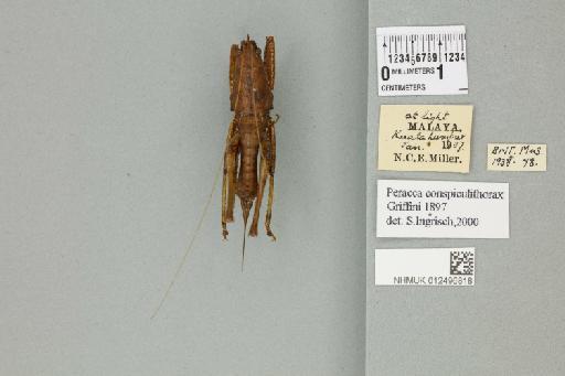 Peracca conspicuithorax Griffini, 1897 - 012496818_72127_85673