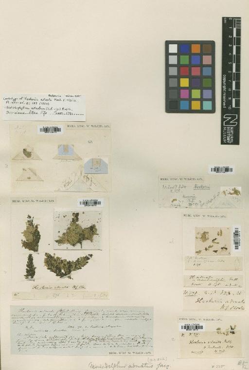 Distichophyllum adnatum (Hook.f. & Wilson) Broth. - BM001109115_a