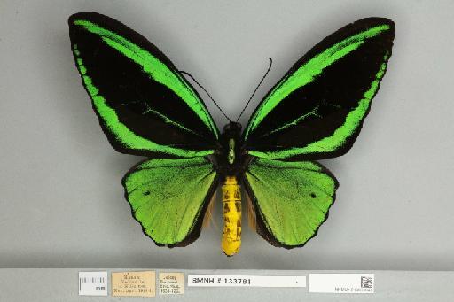 Ornithoptera priamus poseidon Doubleday, 1847 - 013603648__