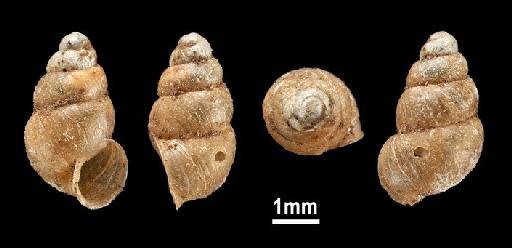 Bulimus gemmula Benson, 1856 - 20150118, PROBABLE SYNTYPES, Bulimus gemmula Benson, 1856