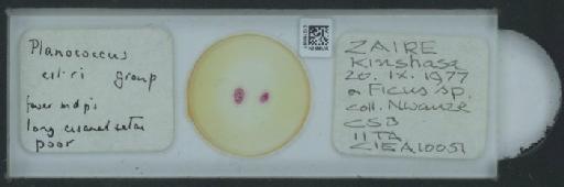 Planococcus citri Risso, 1813 - 010150097_117588_1101300