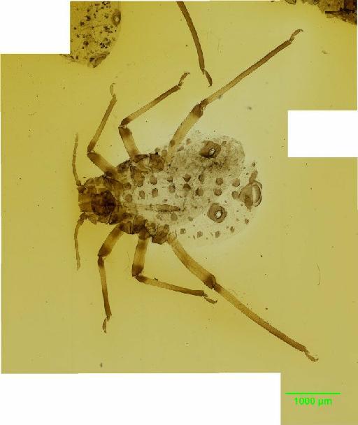 Tuberolachnus salignus Gmelin, J.F., 1790 - 010122164__2015_10_13_s3