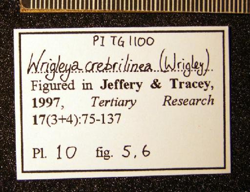 Wrigleya crebrilinea (Wrigley, 1927) - TG 1100. Wrigleya crebrilinea (label-2)