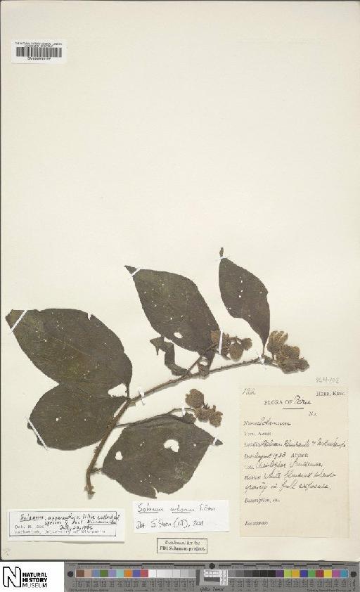 Solanum L. - BM000935156