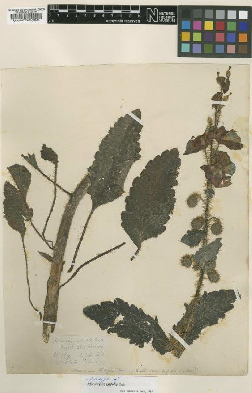 Meconopsis latifolia Prain - BM000547049