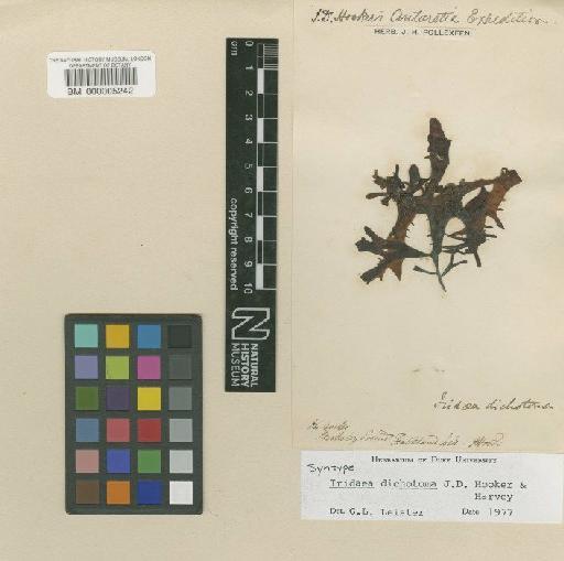 Sarcothalia dichotoma (Hook. & Harv.) Leister - BM000005242
