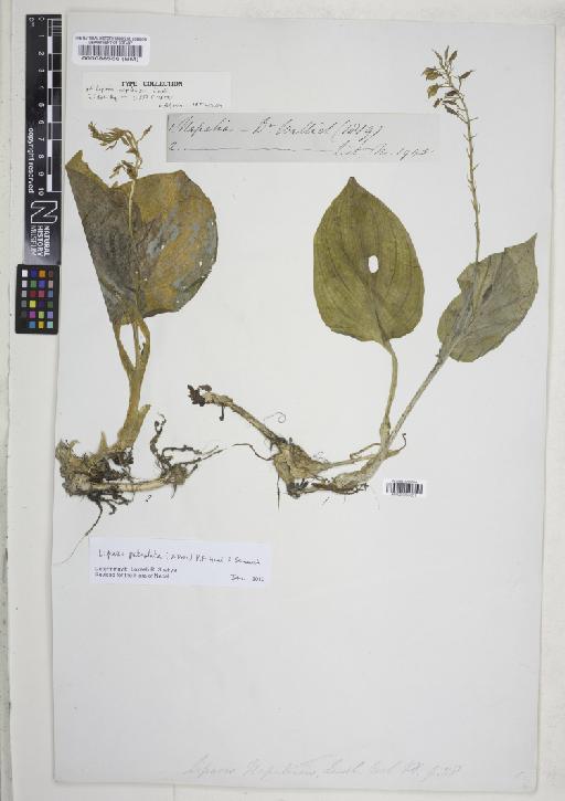 Liparis petiolata (D.Don) P.F.Hunt & Summerh. - BM000088566