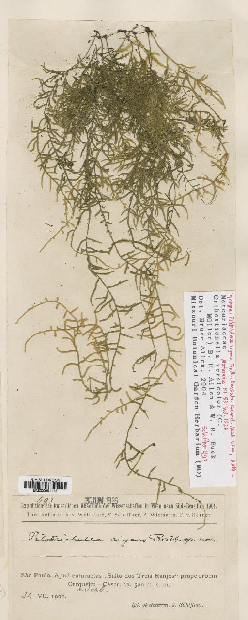 Orthostichella pachygastrella (Müll.Hal. ex Ångström) B.H.Allen & Magill - BM000961116