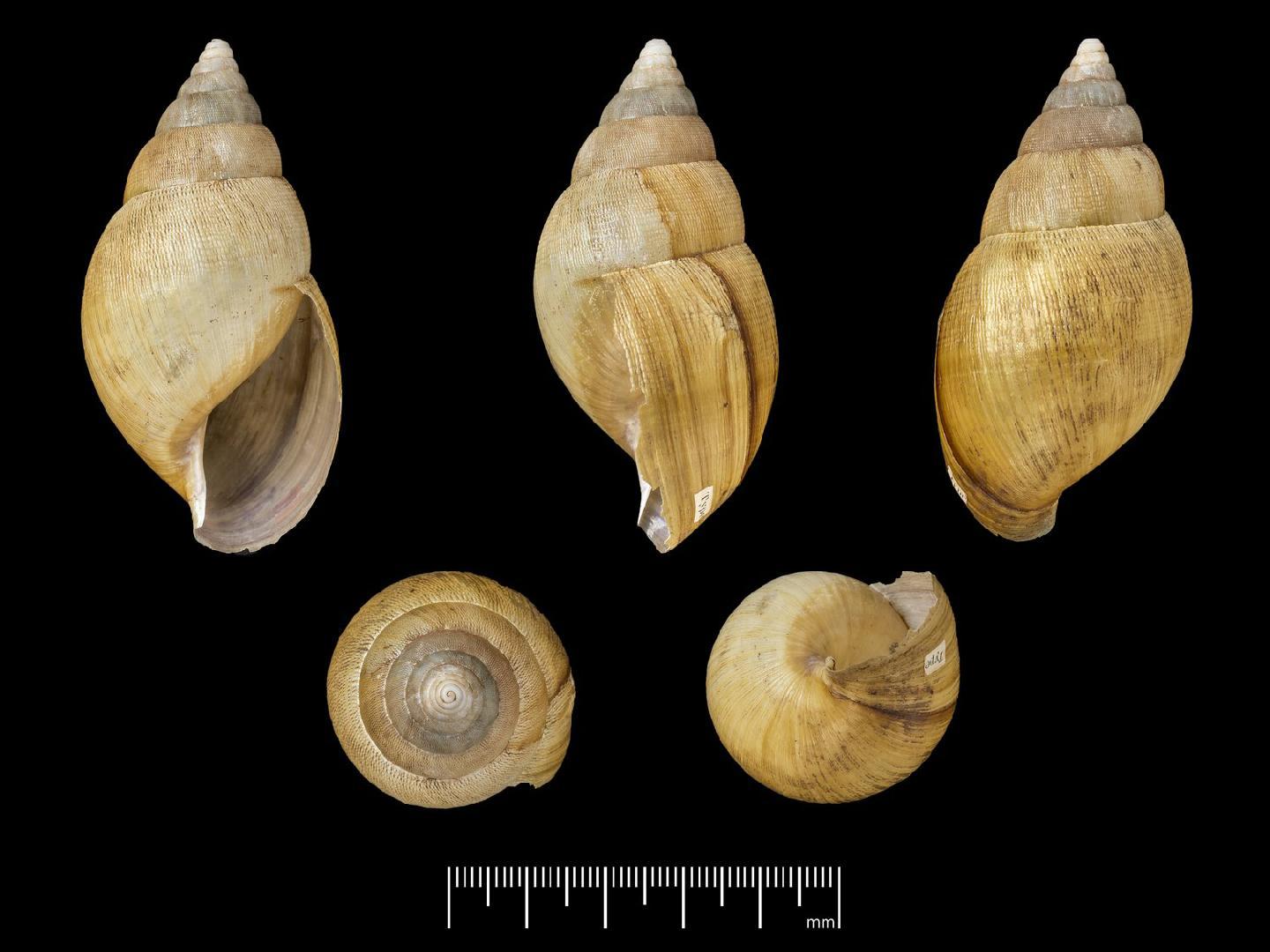 To NHMUK collection (Achatina tavaresiana Morelet, 1866; SYNTYPE(S); NHMUK:ecatalogue:7785579)