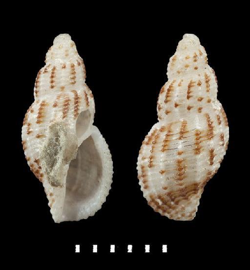 Pleurotoma philippinensis Reeve, 1843 - 1963921