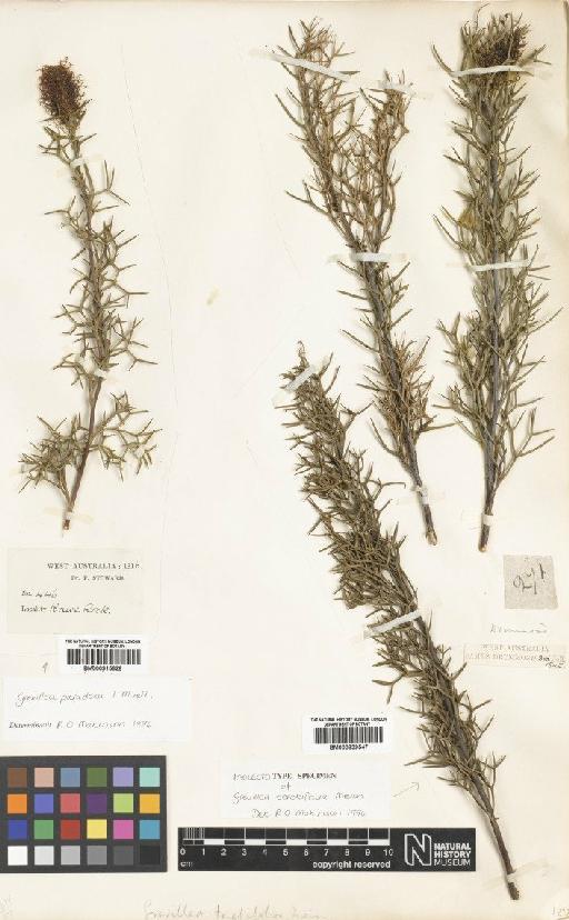 Grevillea teretifolia Meisn. - BM000915626