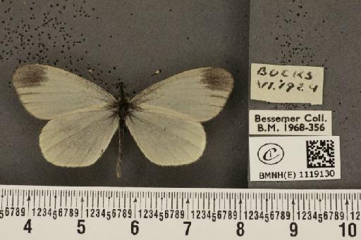 Leptidea sinapis sinapis Linnaeus, 1758 - BMNHE_1119130_74299