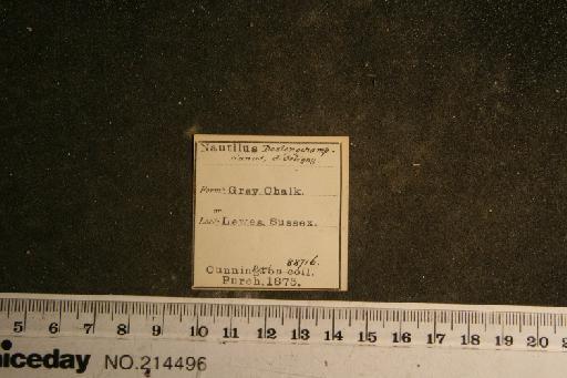 Cymatoceras deslongchampsianum (d'Orbigny) - PI OR 88716 Cymatoceras deslongshampsianum