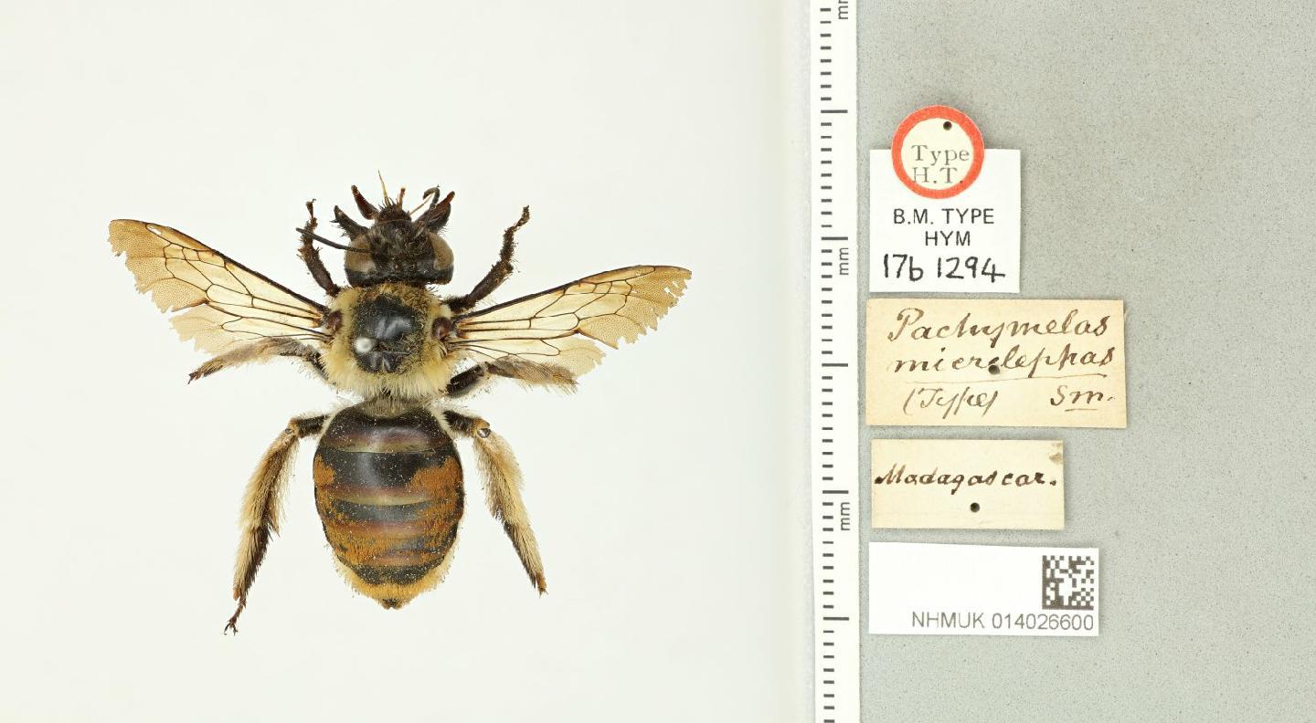 Pachymelus micrelephas