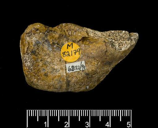 Arcanotherium savagei (Court, 1995) - M82179