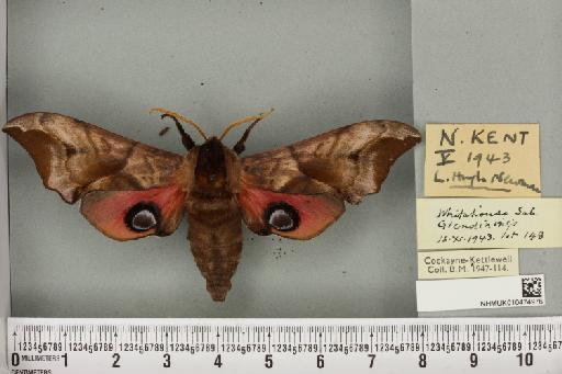 Smerinthus ocellata ocellata (Linnaeus, 1758) - NHMUK_010474976_525277
