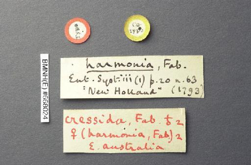 Eurycus harmonia Fabricius - 688024 - Eurycus harmonia label