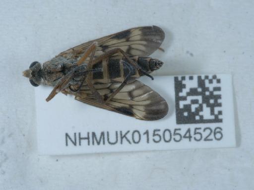 Rhagio scolopaceus (Linnaeus, 1758) - 015054526_3