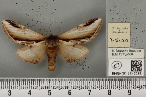 Pheosia gnoma (Fabricius, 1777) - BMNHE_1542283_246005